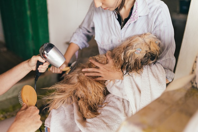 Dog First Aid Training for Dog Groomers