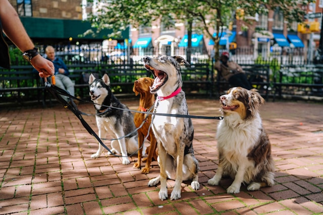 Dog First Aid Training for Dog Day Care