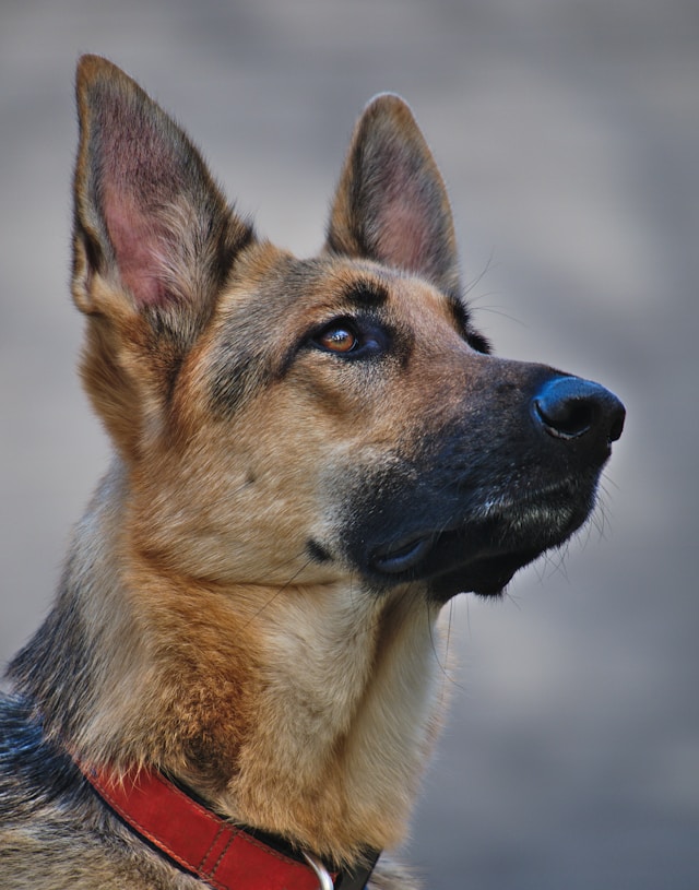 Dog First Aid Training for Security Companies that work with Dogs