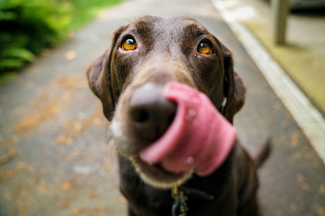 Dog First Aid Training for Dog Services